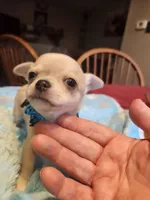 Lefty, a male Chihuahua for sale in Perkasie, PA – Photo 4 of 10