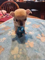 Lefty, a male Chihuahua for sale in Perkasie, PA – Photo 10 of 10