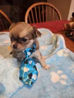 Larry, a male Chihuahua for sale in Perkasie, PA – Photo 4 of 10