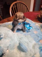 Larry, a male Chihuahua for sale in Perkasie, PA – Photo 7 of 10