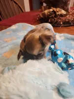 Larry, a male Chihuahua for sale in Perkasie, PA – Photo 3 of 10