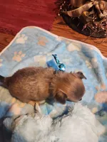 Larry, a male Chihuahua for sale in Perkasie, PA – Photo 10 of 10