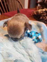 Larry, a male Chihuahua for sale in Perkasie, PA – Photo 6 of 10