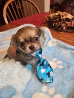 Larry, a male Chihuahua for sale in Perkasie, PA – Photo 9 of 10