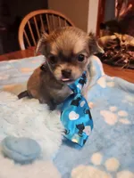 Larry, a male Chihuahua for sale in Perkasie, PA – Photo 2 of 10