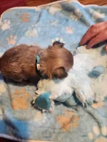 Larry, a male Chihuahua for sale in Perkasie, PA – Photo 5 of 10