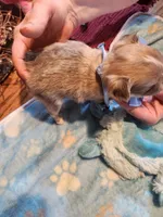 Louie, a male Chihuahua for sale in Perkasie, PA – Photo 7 of 10