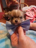 Louie, a male Chihuahua for sale in Perkasie, PA – Photo 2 of 10