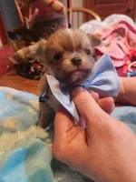 Louie, a male Chihuahua for sale in Perkasie, PA – Photo 4 of 10