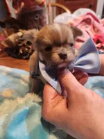 Louie, a male Chihuahua for sale in Perkasie, PA – Photo 8 of 10