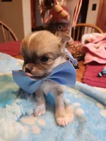 Louie, a male Chihuahua for sale in Perkasie, PA – Photo 5 of 10