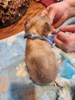 Louie, a male Chihuahua for sale in Perkasie, PA – Photo 3 of 10