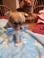 Louie, a male Chihuahua for sale in Perkasie, PA – Photo 9 of 10