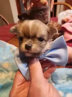 Louie, a male Chihuahua for sale in Perkasie, PA – Photo 1 of 10