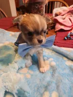 Louie, a male Chihuahua for sale in Perkasie, PA – Photo 10 of 10