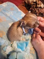 Louie, a male Chihuahua for sale in Perkasie, PA – Photo 6 of 10