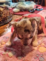 Laura, a female Chihuahua for sale in Perkasie, PA – Photo 9 of 10