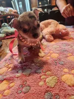 Laura, a female Chihuahua for sale in Perkasie, PA – Photo 7 of 10