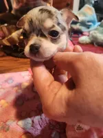 Laura, a female Chihuahua for sale in Perkasie, PA – Photo 1 of 10