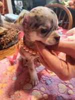 Laura, a female Chihuahua for sale in Perkasie, PA – Photo 6 of 10
