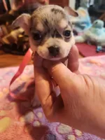 Laura, a female Chihuahua for sale in Perkasie, PA – Photo 2 of 10