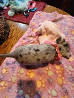 Laura, a female Chihuahua for sale in Perkasie, PA – Photo 4 of 10