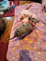 Laura, a female Chihuahua for sale in Perkasie, PA – Photo 3 of 10