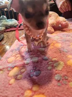 Laura, a female Chihuahua for sale in Perkasie, PA – Photo 8 of 10
