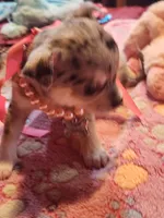 Laura, a female Chihuahua for sale in Perkasie, PA – Photo 10 of 10