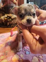 Laura, a female Chihuahua for sale in Perkasie, PA – Photo 5 of 10