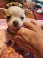 Lucy , a female Chihuahua for sale in Perkasie, PA – Photo 6 of 7