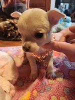 Lucy , a female Chihuahua for sale in Perkasie, PA – Photo 7 of 7