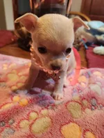 Lucy , a female Chihuahua for sale in Perkasie, PA – Photo 4 of 7