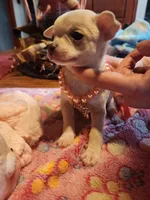 Lucy , a female Chihuahua for sale in Perkasie, PA – Photo 1 of 7