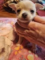 Lucy , a female Chihuahua for sale in Perkasie, PA – Photo 5 of 7