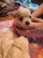 Lucy , a female Chihuahua for sale in Perkasie, PA – Photo 2 of 7