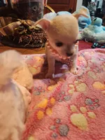 Lucy , a female Chihuahua for sale in Perkasie, PA – Photo 3 of 7