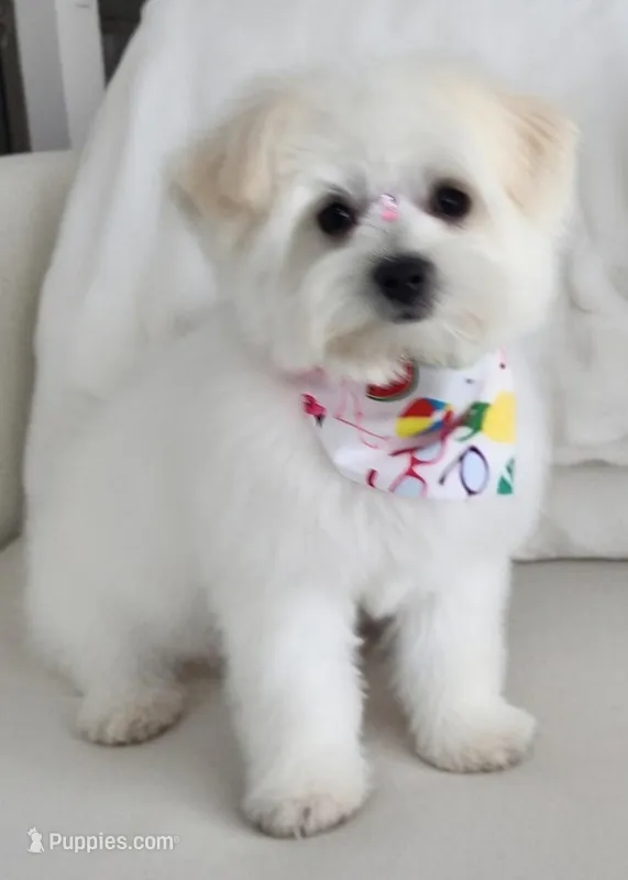 Chanel – Maltese, Pomeranian puppy for sale in Austin, TX