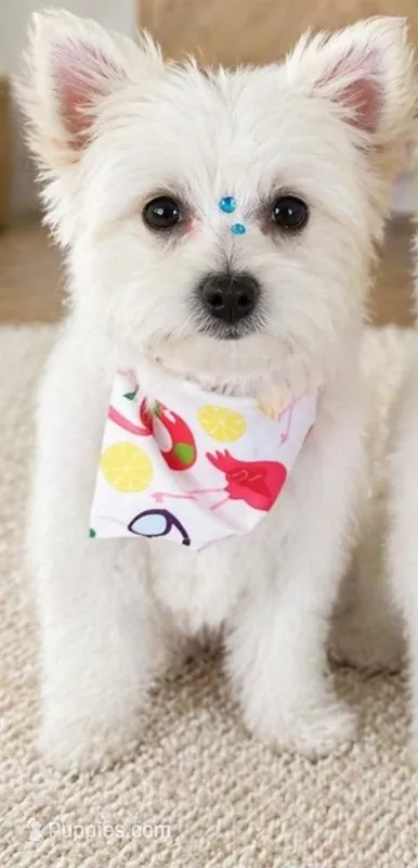 Coco – Maltese, Pomeranian puppy for sale in Austin, TX