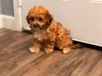Kali, a female Maltipoo for sale in Citrus Heights, CA – 1 of 10
