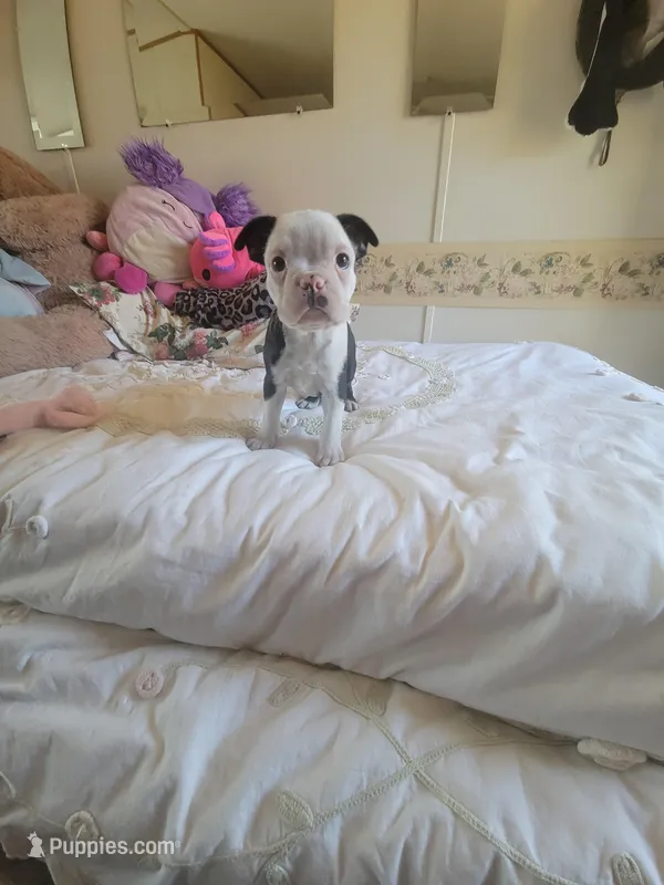 Bobbi Sue, a female Boston Terrier for sale in Hillsville, VA – Photo 1 of 1