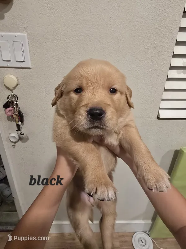 Black  – Golden Retriever puppy for sale in Dublin, CA