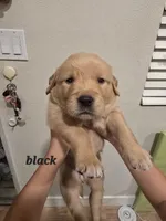 Black , a female Golden Retriever for sale in Dublin, CA – 1 of 1