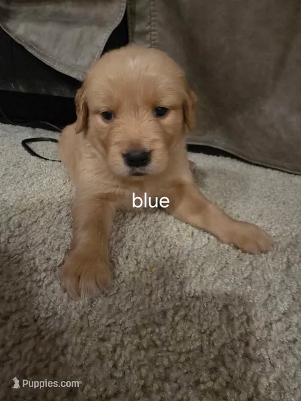 Blue – Golden Retriever puppy for sale in Dublin, CA