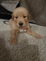 Blue, a male Golden Retriever for sale in Dublin, CA – 1 of 1