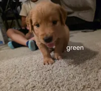 Green, a male Golden Retriever for sale in Dublin, CA – 1 of 1