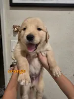 Orange , a male Golden Retriever for sale in Dublin, CA – 1 of 1