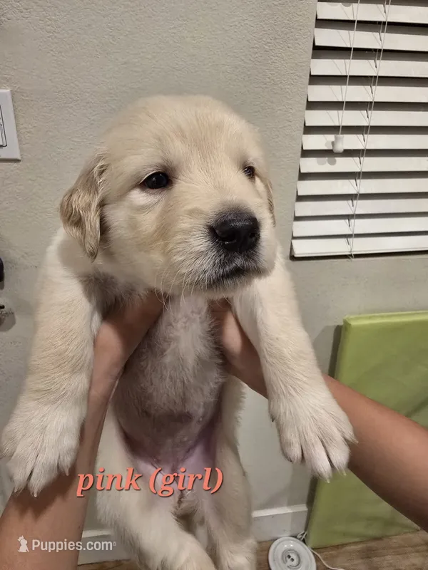 Pink  – Golden Retriever puppy for sale in Dublin, CA
