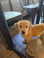 Black , a female Golden Retriever for sale in Dublin, CA – 3 of 3