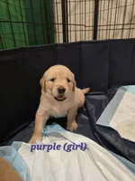 Purple, a female Golden Retriever for sale in Dublin, CA – 1 of 1